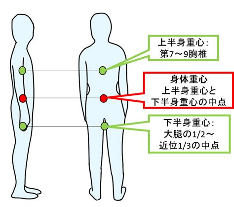 人的重心位置